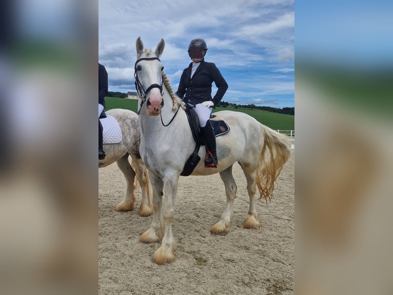 Shire Horse Mare 6 years 16,3 hh Gray in Bayern