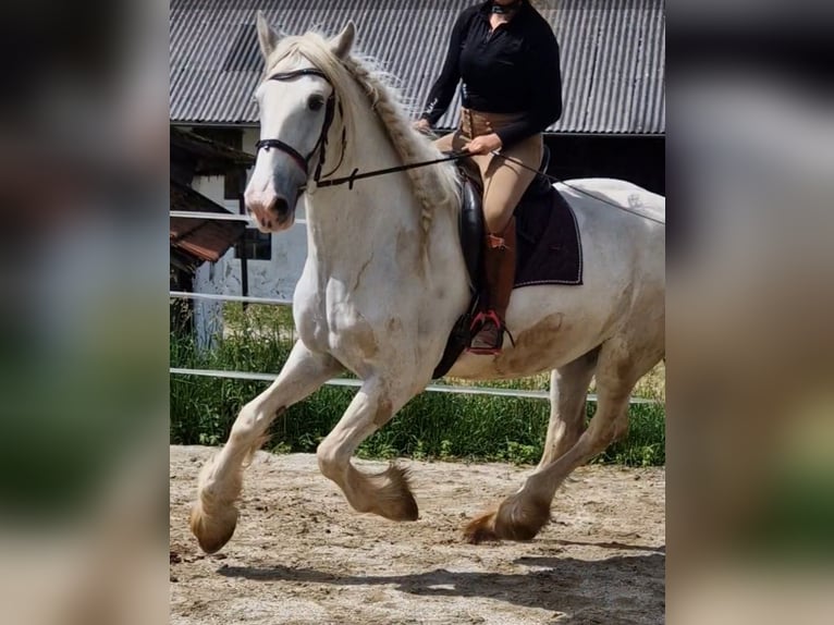 Shire Horse Mare 6 years 16,3 hh Gray in Bayern