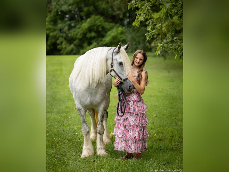 Shire Horse Mare 6 years 16 hh Gray in Elkton, KY