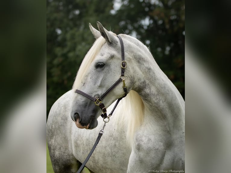 Shire Horse Mare 6 years 16 hh Gray in Elkton, KY