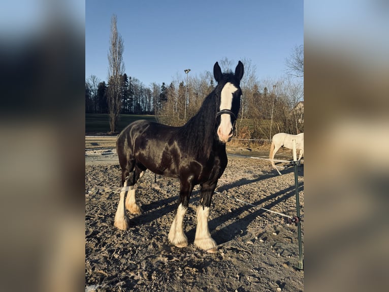 Shire Horse Mare 6 years 17.2 hh Black in Passau
