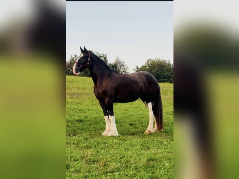 Shire Horse Mare 6 years 17.2 hh Black in Passau