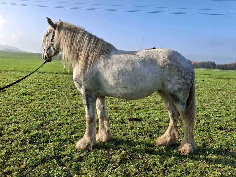 Shire Horse Mare 6 years 17 hh Grey-Dapple in Bad F&#xFC;ssing