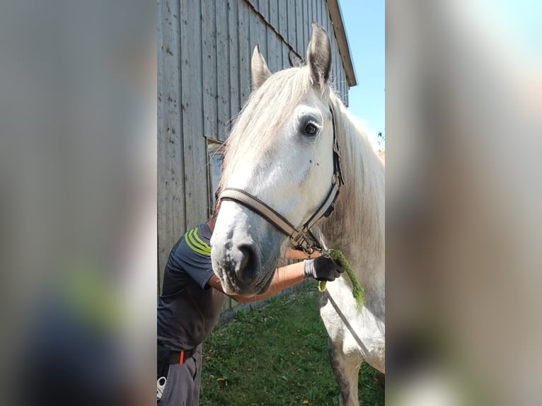 Shire Horse Mare 6 years 17 hh Grey-Dapple in Bad F&#xFC;ssing