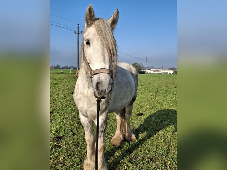 Shire Horse Mare 6 years 17 hh Grey-Dapple in Bad F&#xFC;ssing