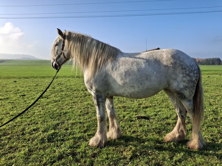 Shire Horse Mare 6 years 17 hh Grey-Dapple in Bad F&#xFC;ssing