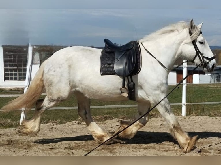 Shire Horse Mare 6 years 17 hh Grey-Dapple in Bad F&#xFC;ssing