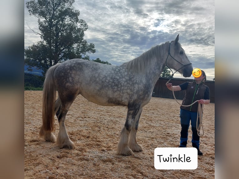 Shire Horse Mare 6 years 17 hh Grey-Dapple in Bad F&#xFC;ssing