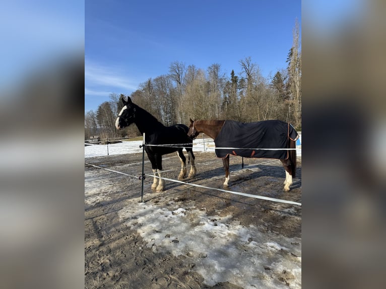 Shire Horse Mare 6 years 17,2 hh Black in Passau