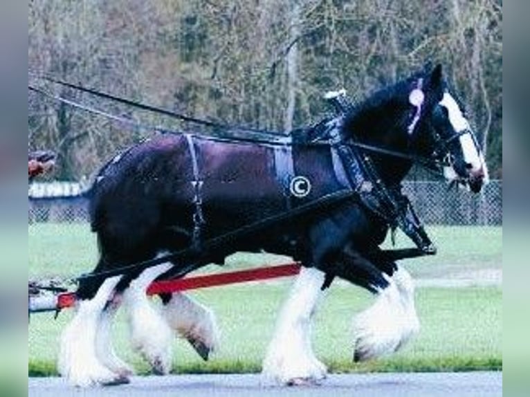 Shire Horse Mare 6 years in marbury