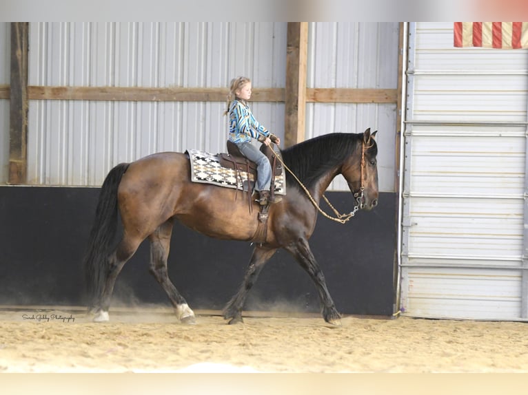 Shire Horse Mix Mare 6 years Dun in Oelwein