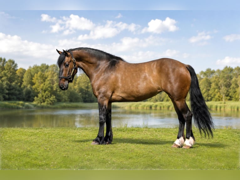 Shire Horse Mix Mare 6 years Dun in Oelwein