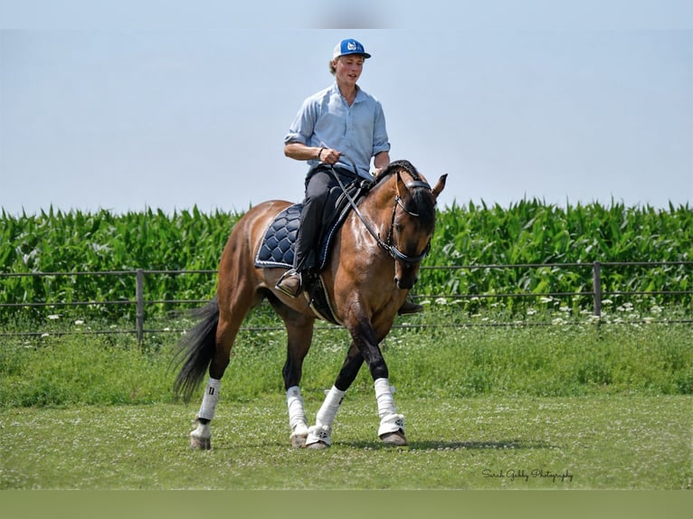 Shire Horse Mix Mare 6 years Dun in Oelwein