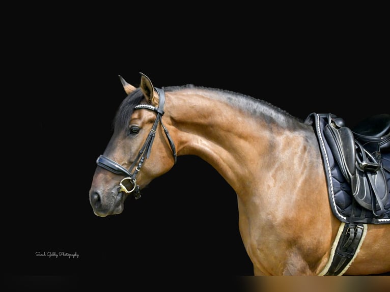 Shire Horse Mix Mare 6 years Dun in Oelwein