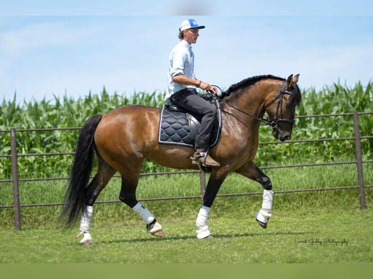 Shire Horse Mix Mare 6 years Dun in Oelwein