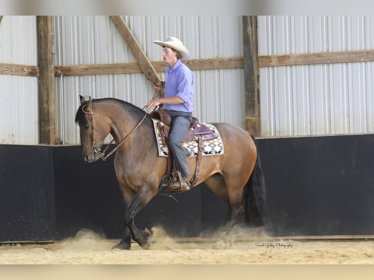 Shire Horse Mix Mare 6 years Dun in Oelwein