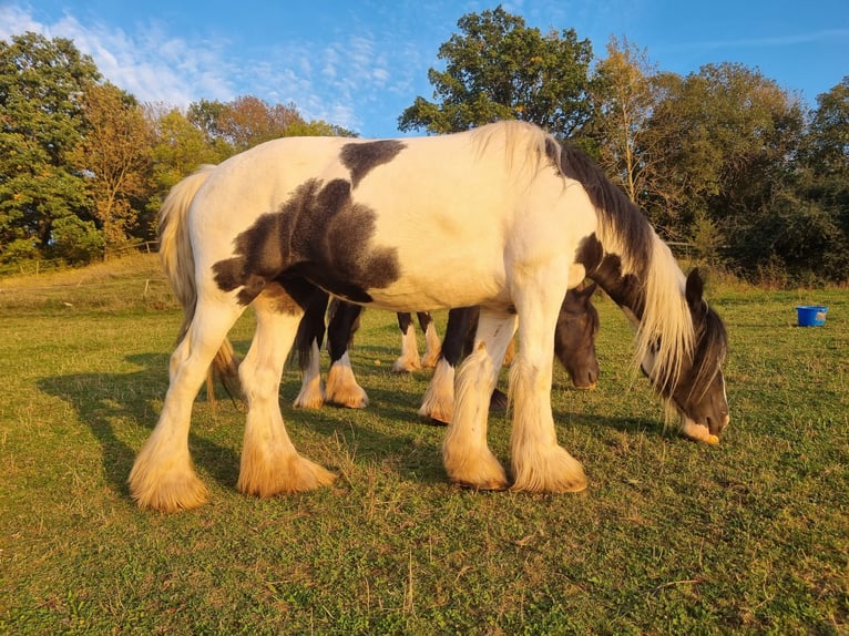 Shire Horse Mix Mare 7 years 16,1 hh Pinto in Morschen