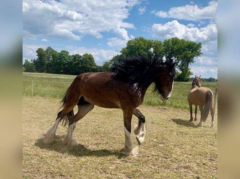 Shire Horse Mare 7 years 16.2 hh Brown in Biberach an der Riß Bergerhausen