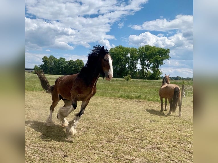 Shire Horse Mare 7 years 16.2 hh Brown in Biberach an der Riß Bergerhausen