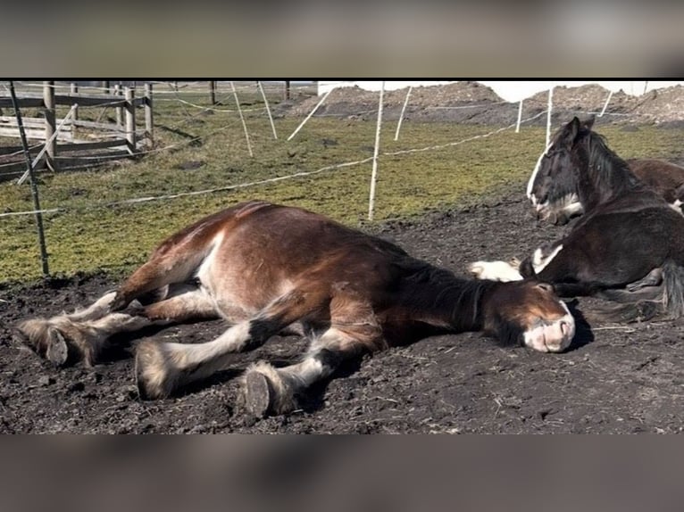 Shire Horse Mare 7 years 16,2 hh Brown in Biberach an der Riß Bergerhausen
