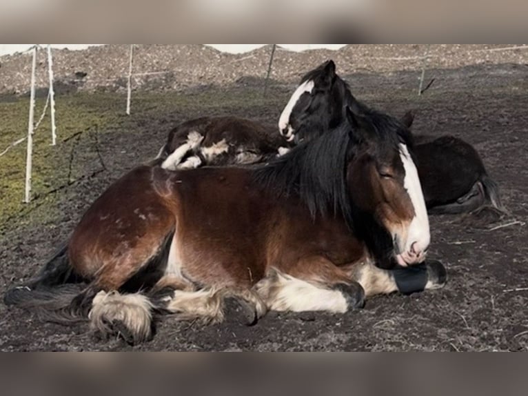 Shire Horse Mare 7 years 16,2 hh Brown in Biberach an der Riß Bergerhausen