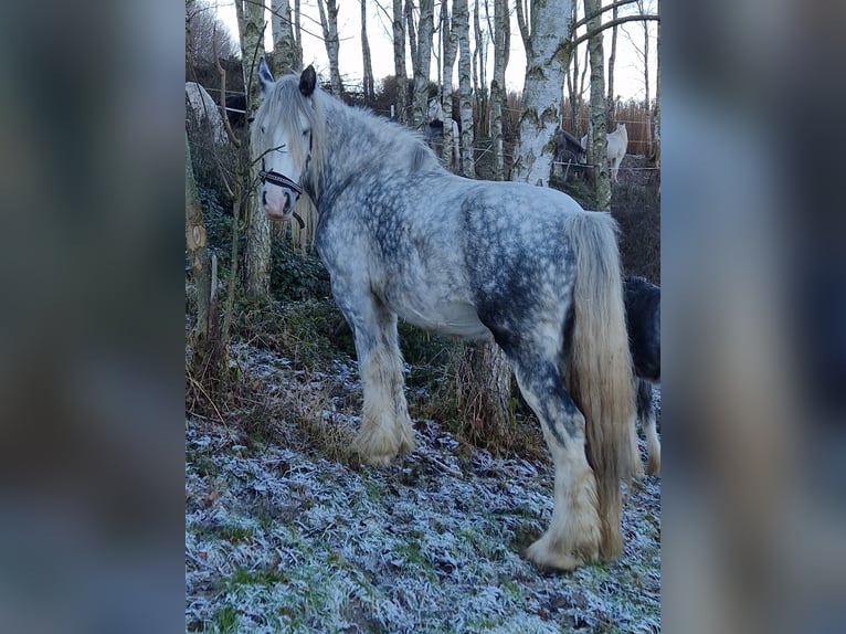 Shire Horse Mare 7 years 16,2 hh Grey in Ried im Innkreis Shire Horse Mare 7 years 16,2 hh Grey in Ried im Innkreis