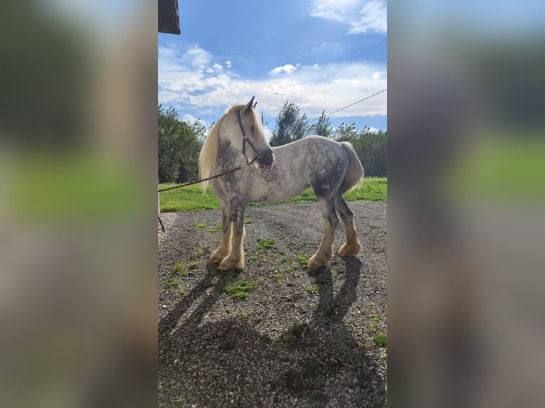Shire Horse Mare 7 years 16,2 hh Grey in Ried im Innkreis Shire Horse Mare 7 years 16,2 hh Grey in Ried im Innkreis
