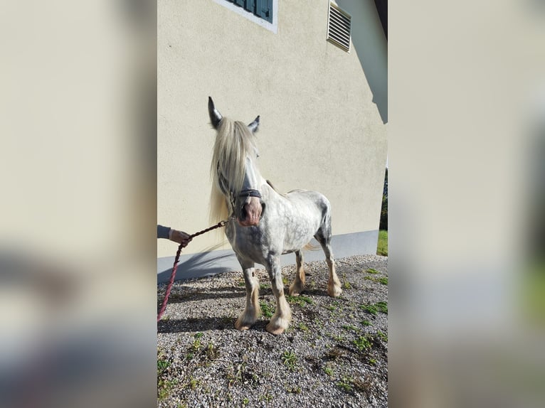 Shire Horse Mare 7 years 16,2 hh Grey in Ried im Innkreis Shire Horse Mare 7 years 16,2 hh Grey in Ried im Innkreis