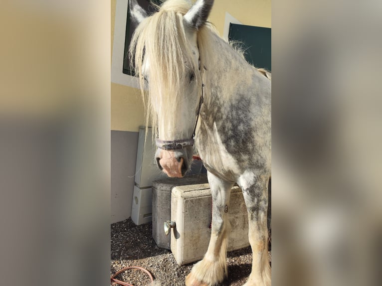 Shire Horse Mare 7 years 16,2 hh Grey in Ried im Innkreis Shire Horse Mare 7 years 16,2 hh Grey in Ried im Innkreis