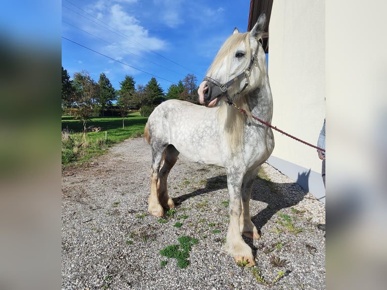 Shire Horse Mare 7 years 16,2 hh Grey in Ried im Innkreis Shire Horse Mare 7 years 16,2 hh Grey in Ried im Innkreis