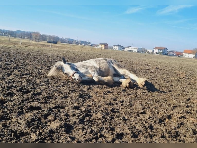 Shire Horse Mare 7 years 16,2 hh Grey in Ried im Innkreis Shire Horse Mare 7 years 16,2 hh Grey in Ried im Innkreis