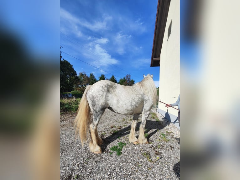 Shire Horse Mare 7 years 16,2 hh Grey in Ried im Innkreis Shire Horse Mare 7 years 16,2 hh Grey in Ried im Innkreis