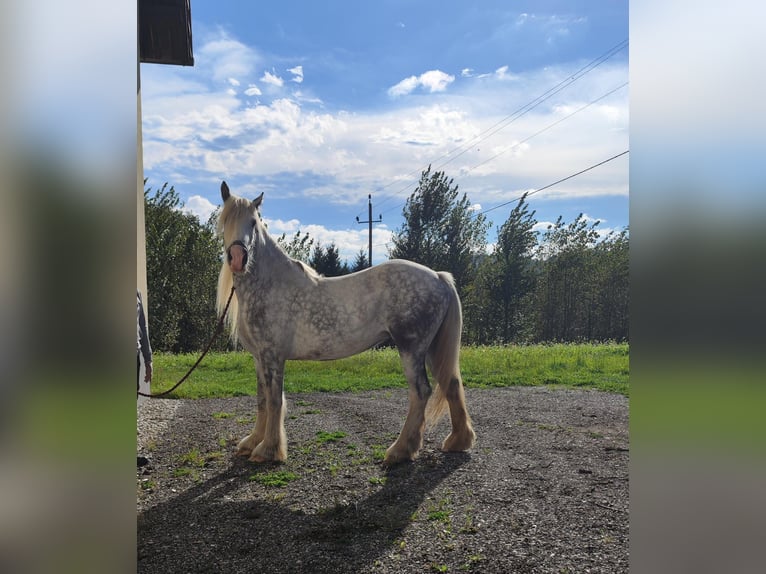 Shire Horse Mare 7 years 16,2 hh Grey in Ried im Innkreis Shire Horse Mare 7 years 16,2 hh Grey in Ried im Innkreis