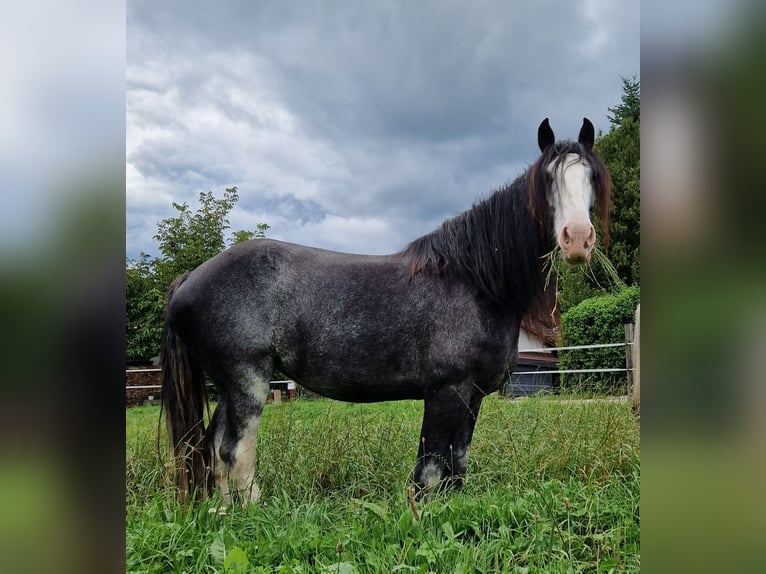 Shire Horse Mare 7 years 17,2 hh Roan-Blue in Bayern