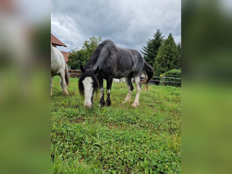 Shire Horse Mare 7 years 17,2 hh Roan-Blue in Bayern