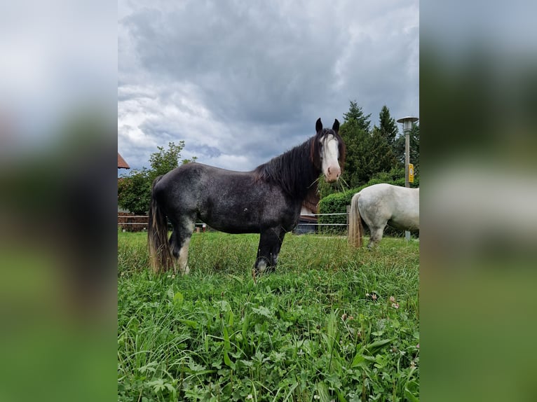 Shire Horse Mare 7 years 17,2 hh Roan-Blue in Bayern