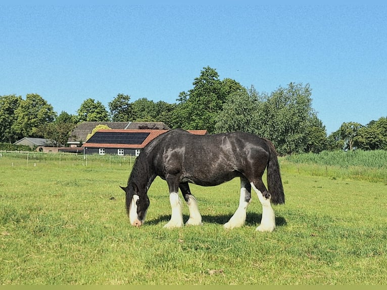 Shire Horse Mare 7 years 17 hh Black in Dreumel