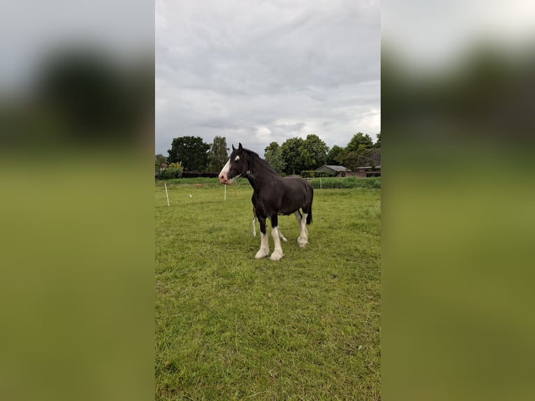 Shire Horse Mare 7 years 17 hh Black in Dreumel