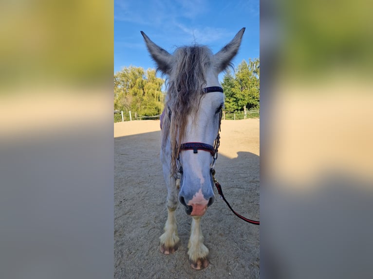 Shire Horse Mare 7 years 17 hh Gray in Bad Füssing
