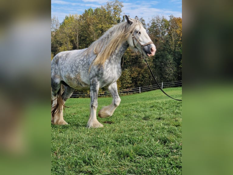 Shire Horse Mare 8 years 16,2 hh Grey in Ried im Innkreis
