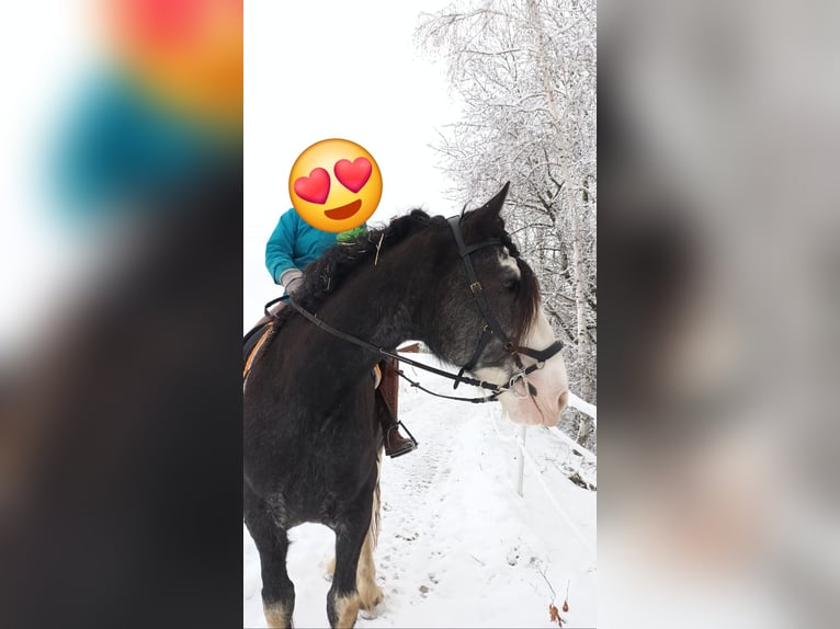 Shire Horse Mare 8 years 17,2 hh Roan-Blue in Bayern