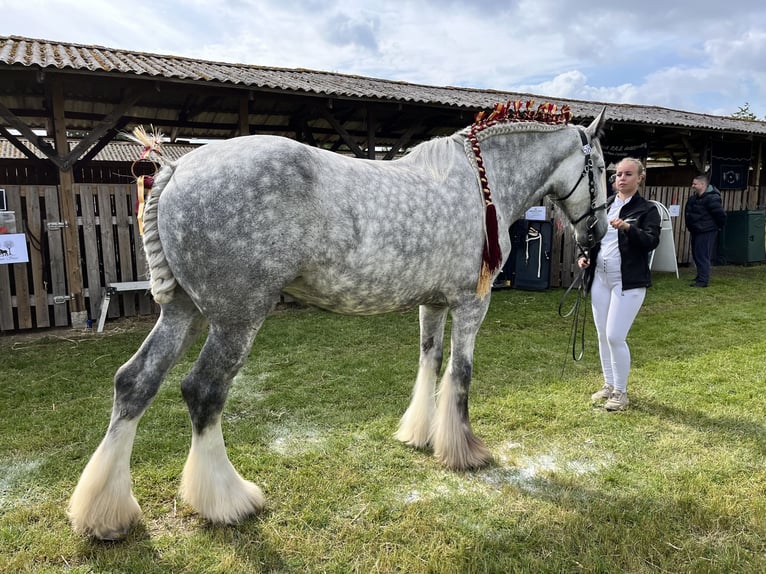 Shire Horse Mare 8 years 17,3 hh Gray in Ebberup