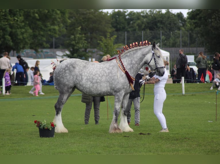 Shire Horse Mare 8 years 17,3 hh Gray in Ebberup