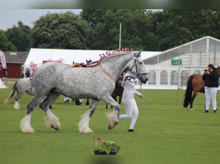 Shire Horse Mare 8 years 17,3 hh Gray in Ebberup