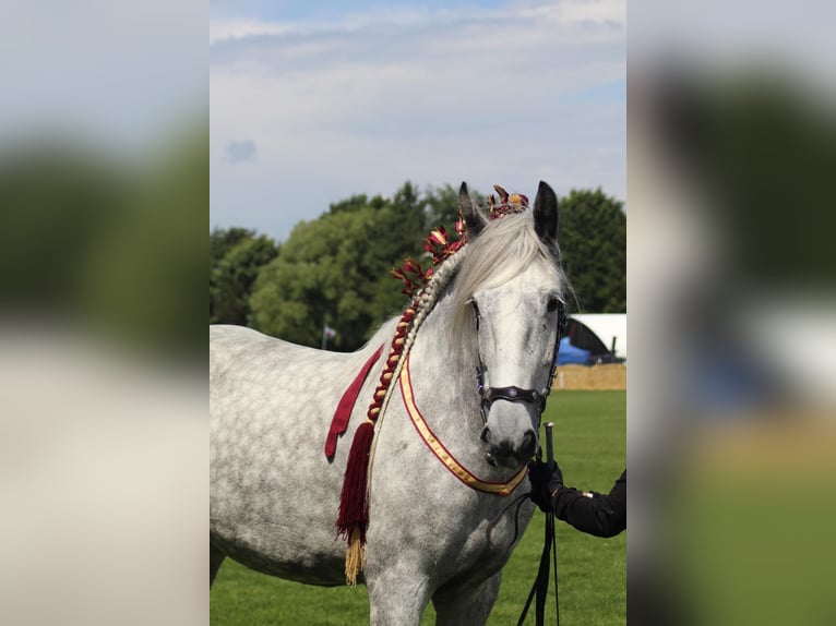 Shire Horse Mare 8 years 17,3 hh Gray in Ebberup