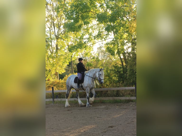 Shire Horse Mare 8 years 17,3 hh Gray in Ebberup