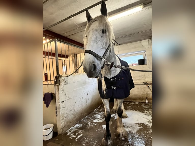 Shire Horse Mare 8 years 17,3 hh Gray in Ebberup