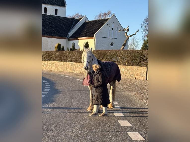 Shire Horse Mare 8 years 17,3 hh Gray in Ebberup