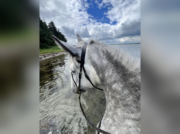 Shire Horse Mare 8 years 17,3 hh Gray in Ebberup