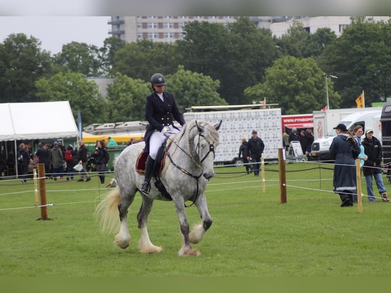 Shire Horse Mare 8 years 17,3 hh Gray in Ebberup